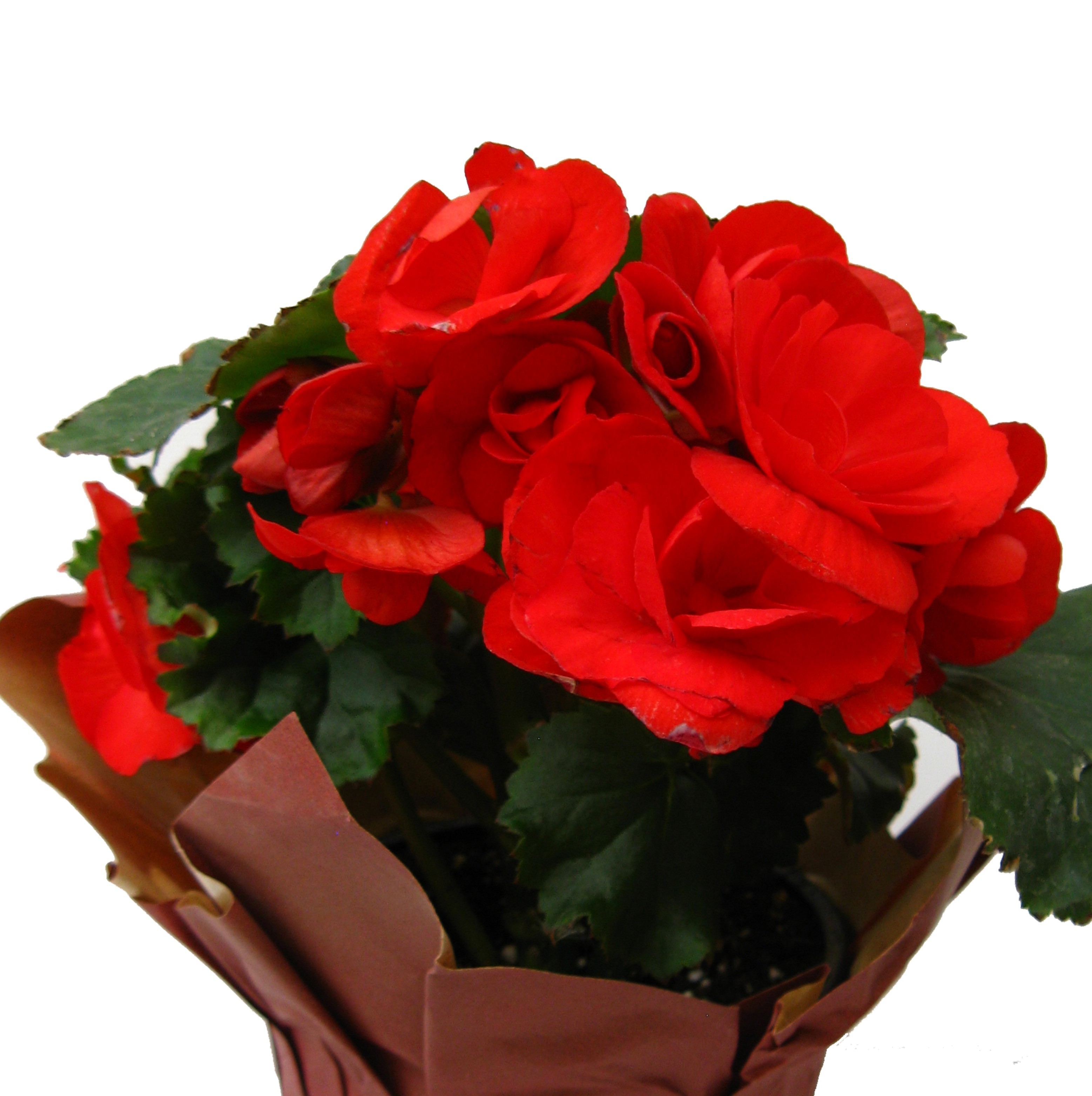 Begonia