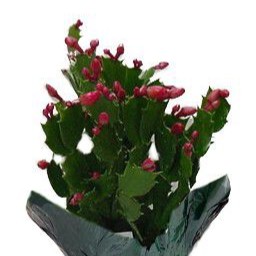 Zygo Cactus