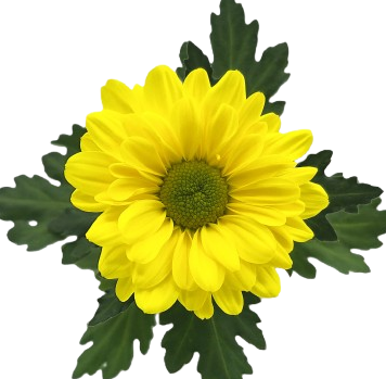 Chrysanthemum