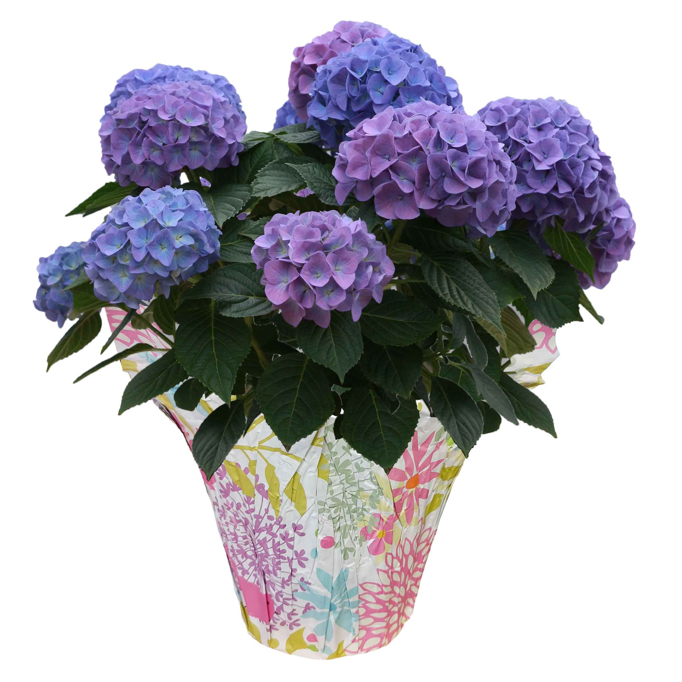 Boekestyn Greenhouses Hydrangea
